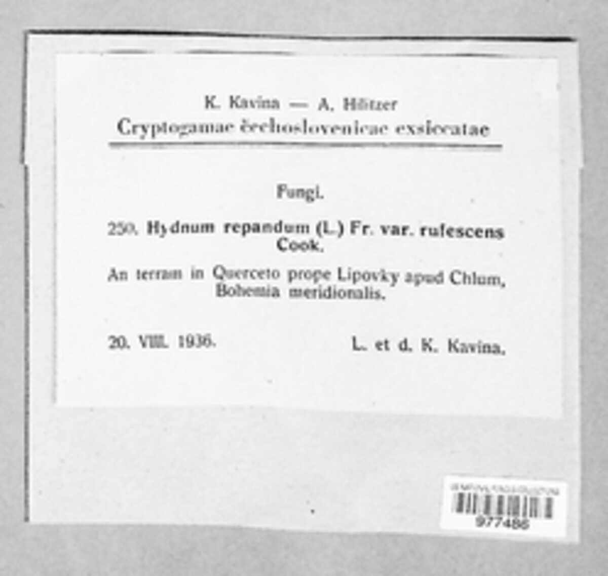 Hydnum image
